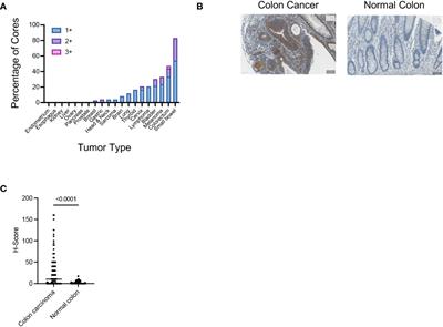 Detection of N-glycolyl-neuraminic acid-containing glycolipids in human skin